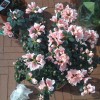 Flower Flower