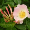 ดอกไม้ Honeysuckle Rose
