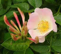 ดอกไม้ Honeysuckle Rose